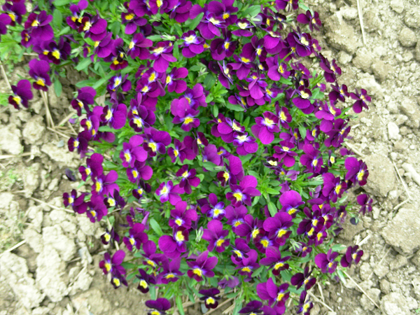 pansy in flower